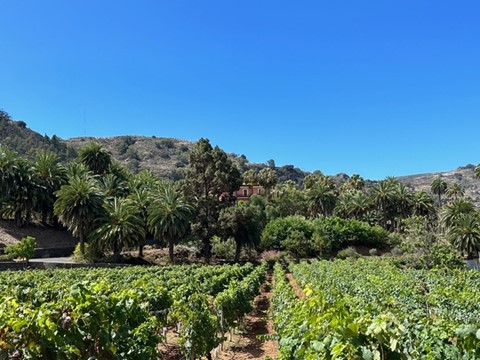 FINCA BODEGA ENTORNO