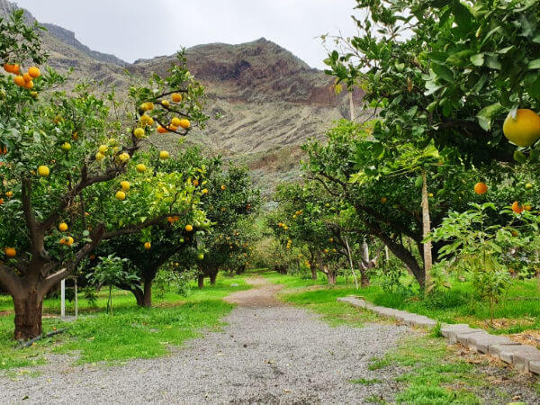 Finca-La-Laja-Orange-Plantation
