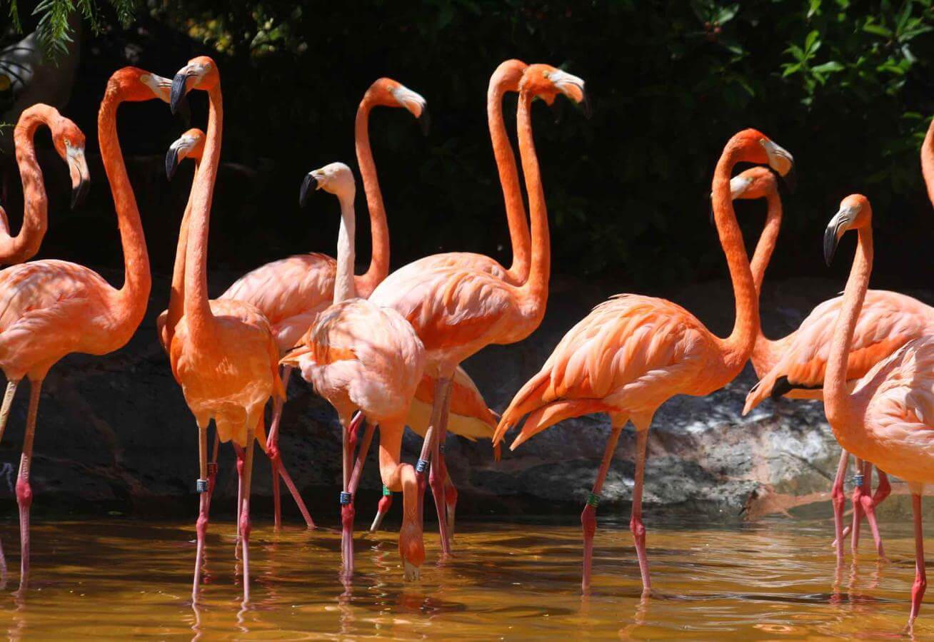 gran-canaria_palmitos-park1-5